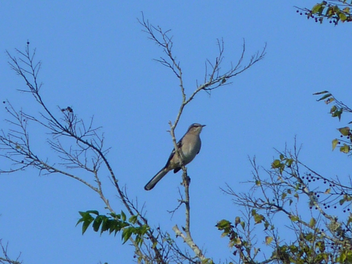 Northern Mockingbird - ML643086672