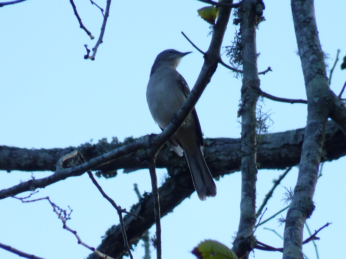 Northern Mockingbird - ML643086673