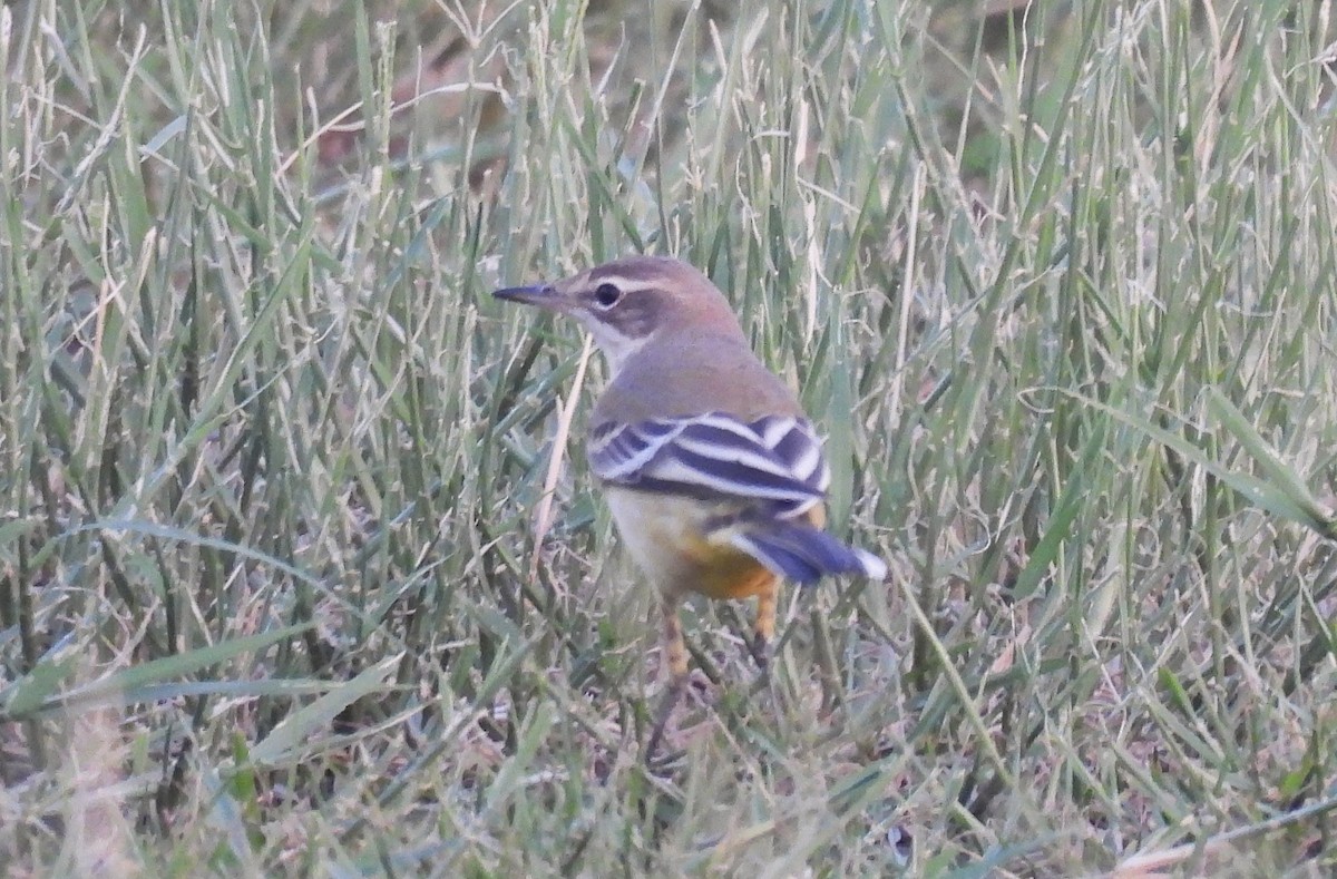 Western Yellow Wagtail - ML643086675