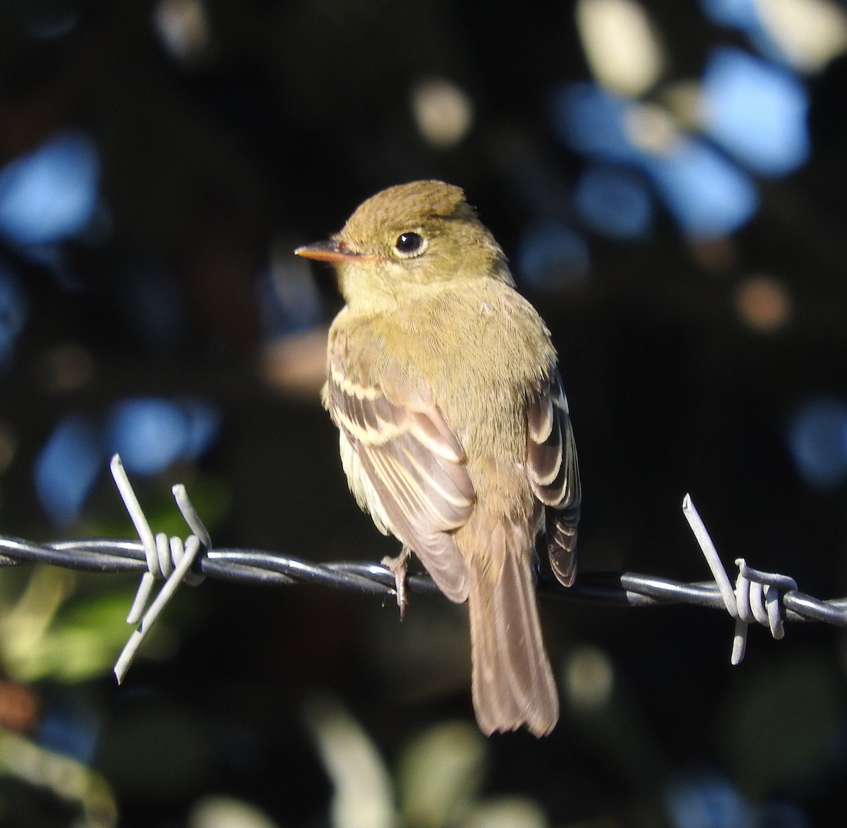 Western Flycatcher (Pacific-slope) - ML643086689