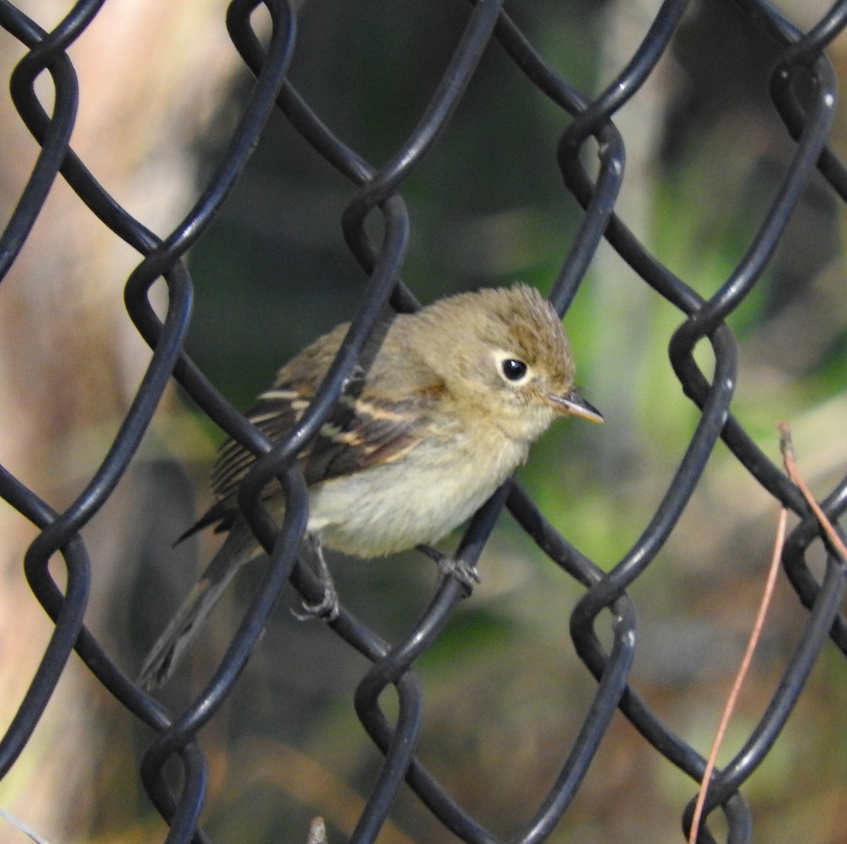 Western Flycatcher (Pacific-slope) - ML643086690