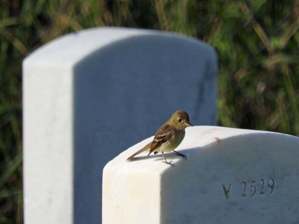 Western Flycatcher (Pacific-slope) - ML643086691