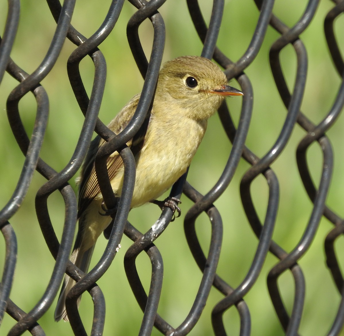 Western Flycatcher (Pacific-slope) - ML643086692