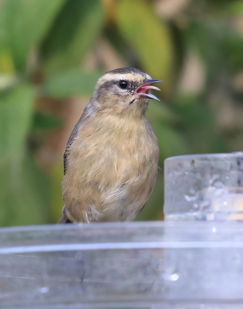 Cinereous Conebill - ML643086694