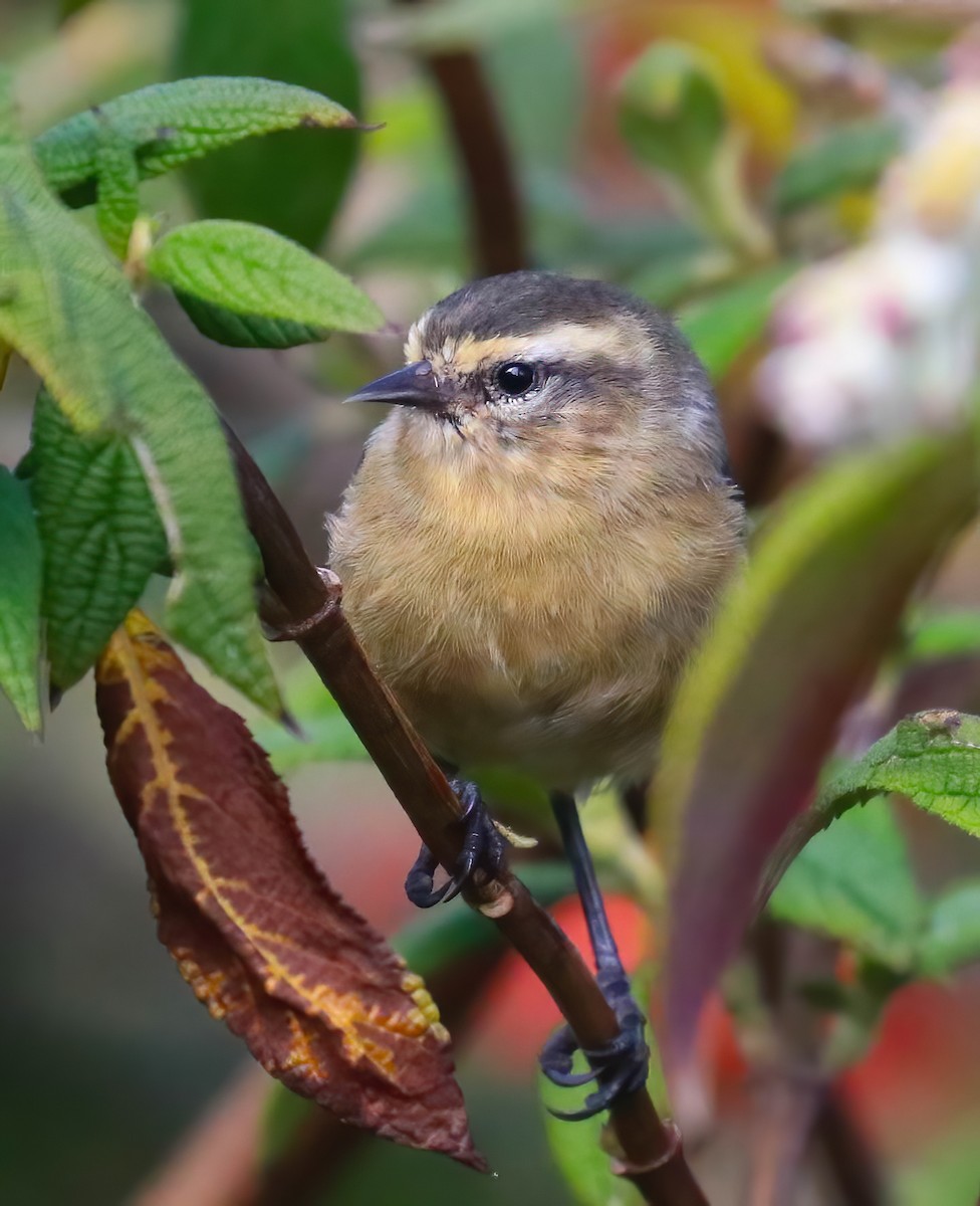 Cinereous Conebill - ML643086695