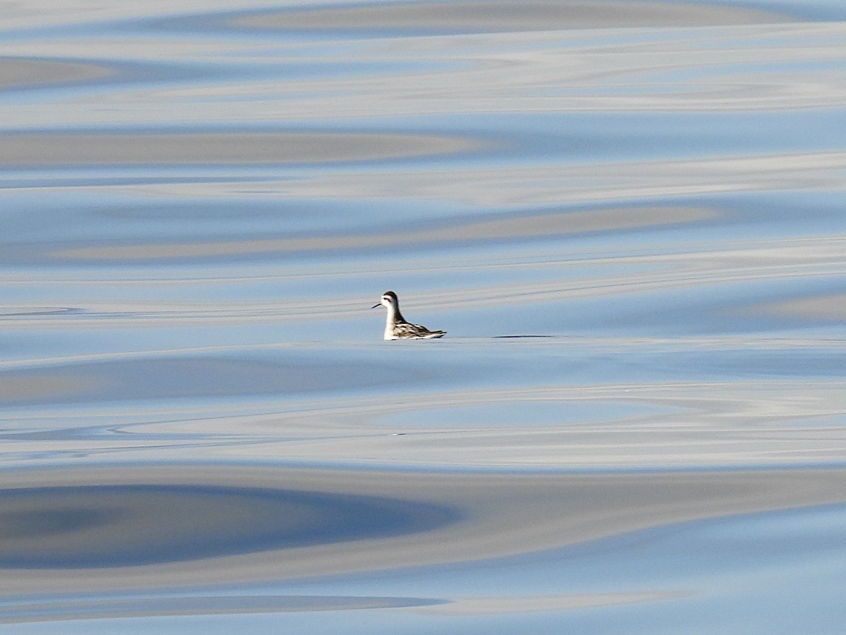 Red-necked Phalarope - ML643086696