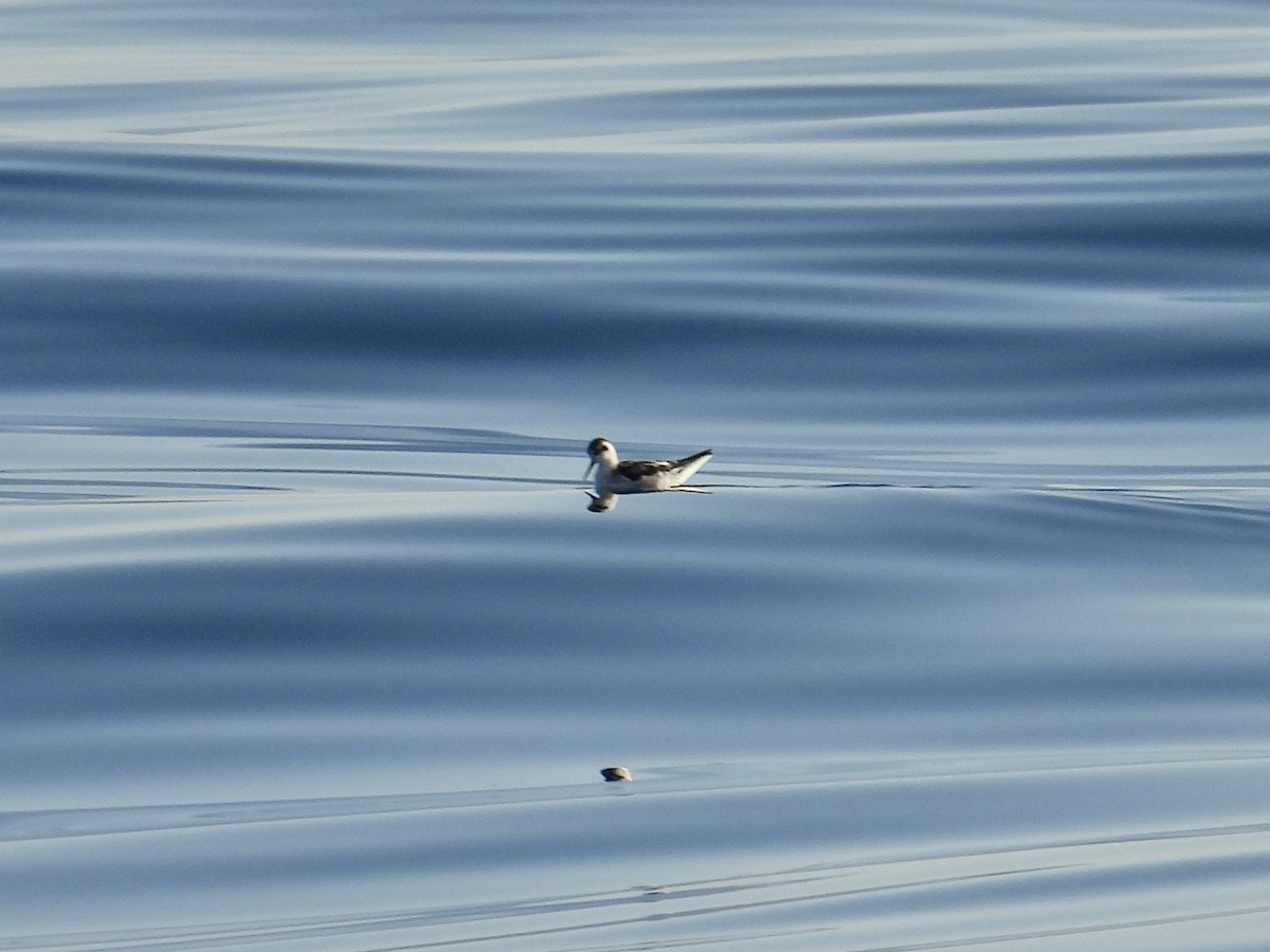 Red-necked Phalarope - ML643086697