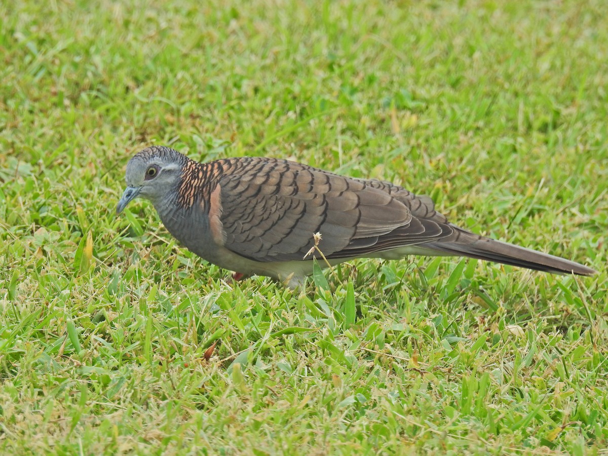 Bar-shouldered Dove - ML643086704