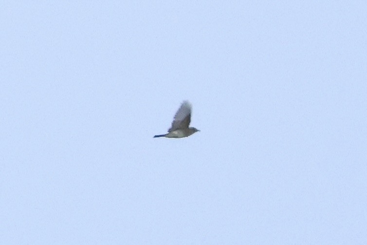 new world flycatcher sp. - ML643086706