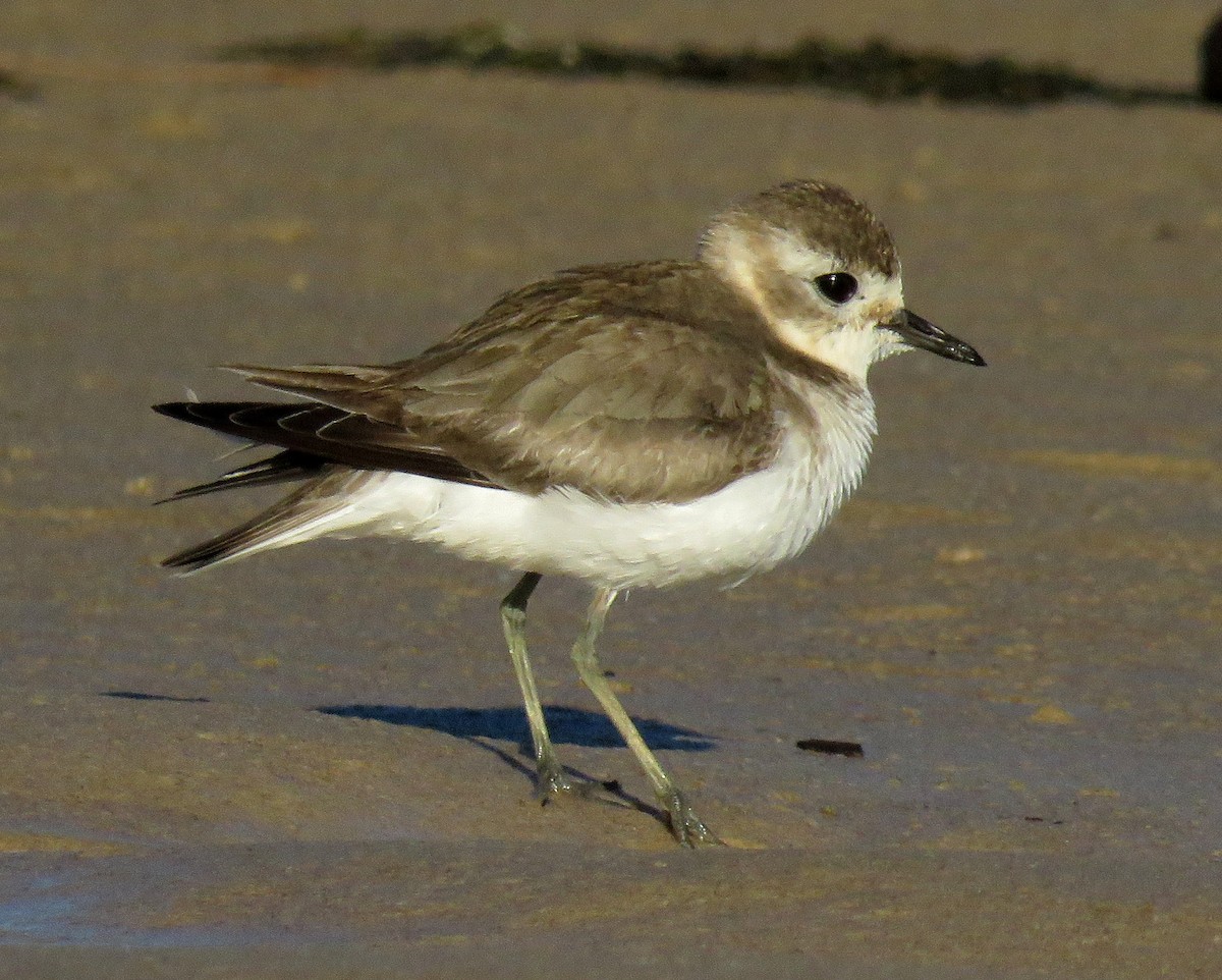 Double-banded Plover - Victor  Fazio III