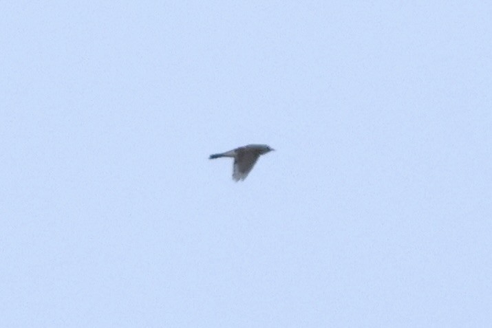 new world flycatcher sp. - ML643086715