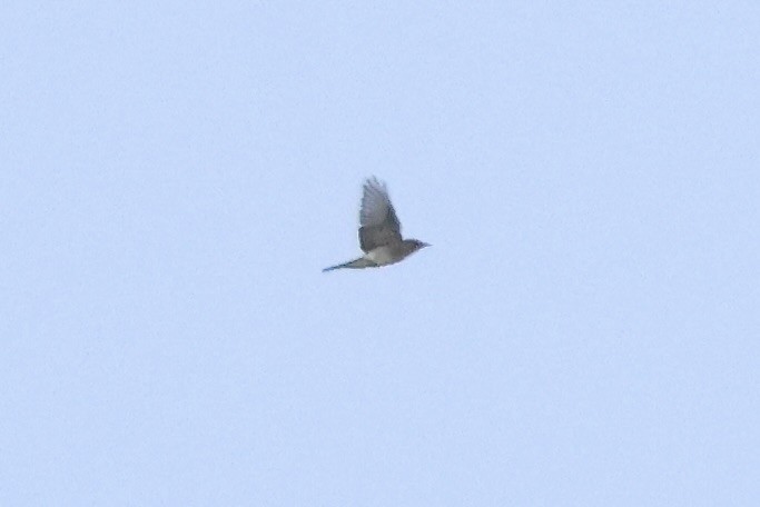 new world flycatcher sp. - ML643086716