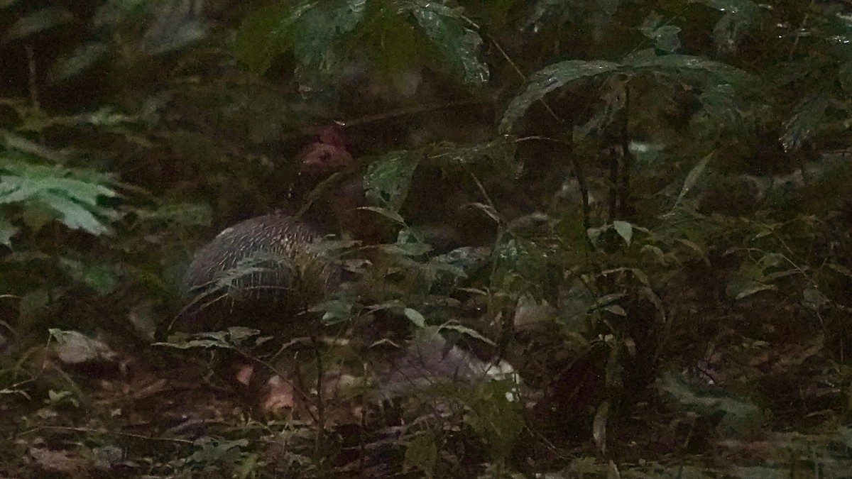 Gray Junglefowl - ML643086721