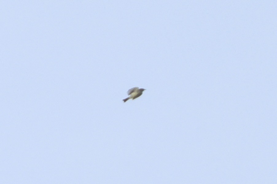 new world flycatcher sp. - ML643086723