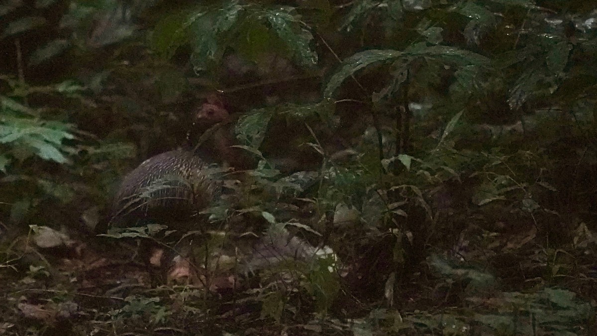 Gray Junglefowl - ML643086724