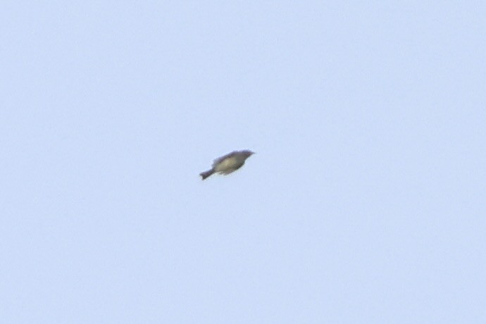 new world flycatcher sp. - ML643086727