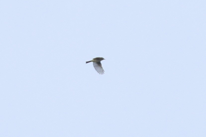 new world flycatcher sp. - ML643086728