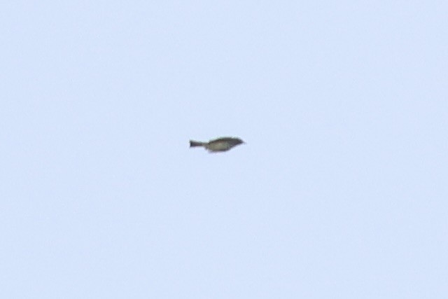 new world flycatcher sp. - ML643086730