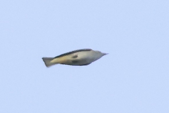 Red-eyed Vireo - ML643086736