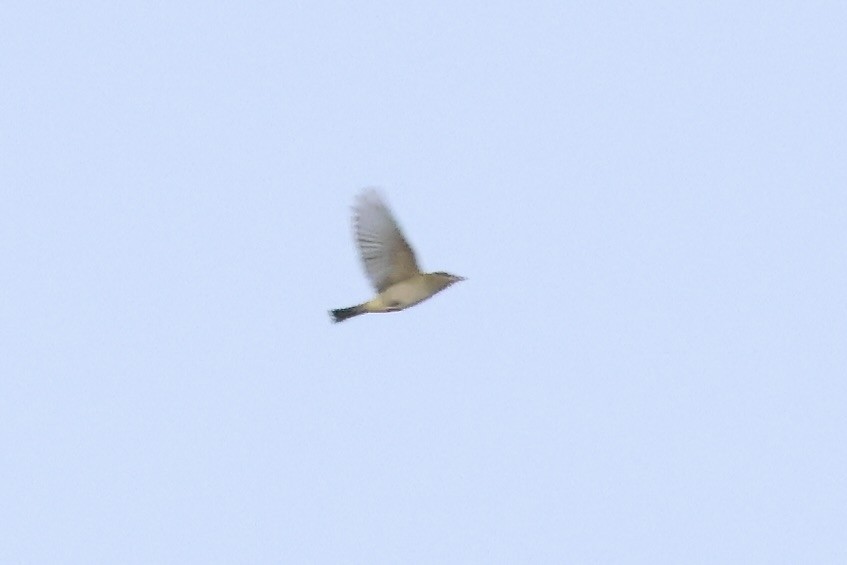 Red-eyed Vireo - ML643086739