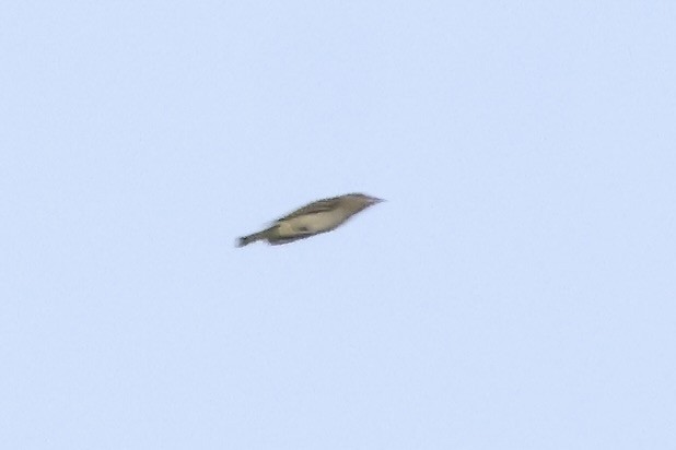 Red-eyed Vireo - ML643086742