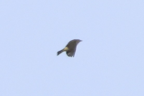 Red-eyed Vireo - ML643086743