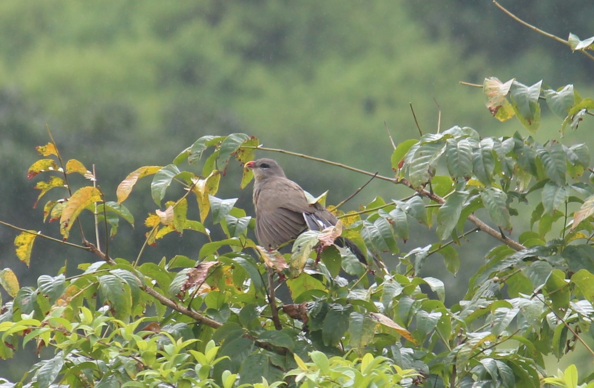 Sirkeer Malkoha - ML643086757