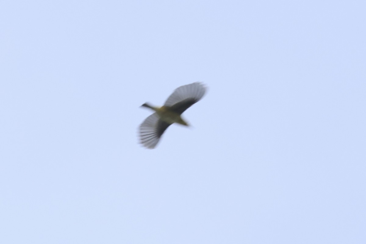 passerine sp. - ML643086763