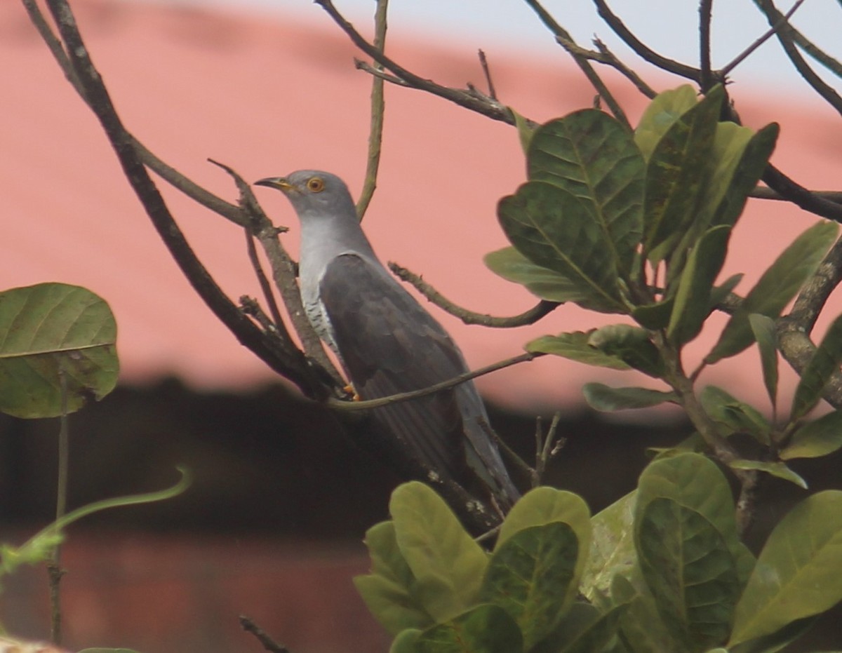 Common Cuckoo - ML643086766
