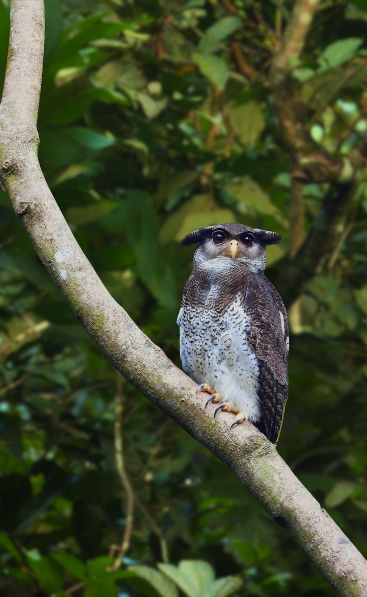 Barred Eagle-Owl - ML643086785