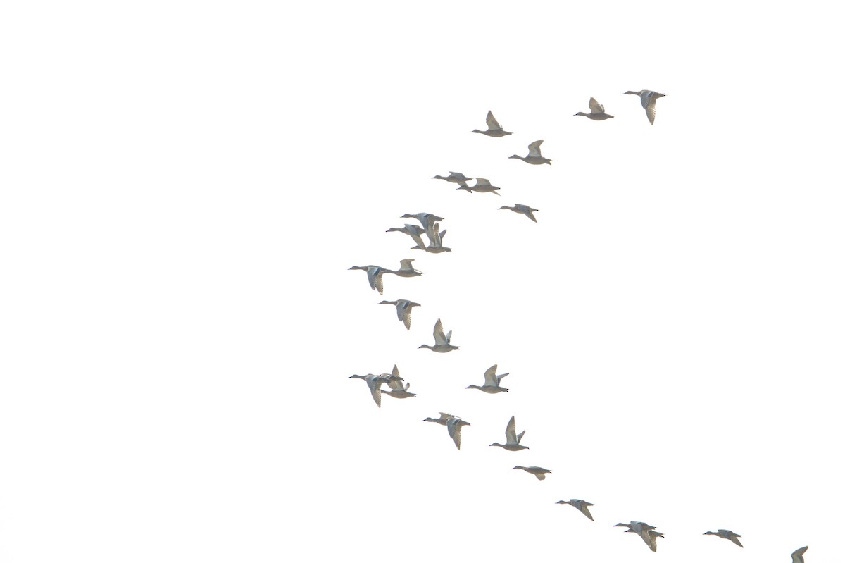 Anatidae sp. - ML643086803