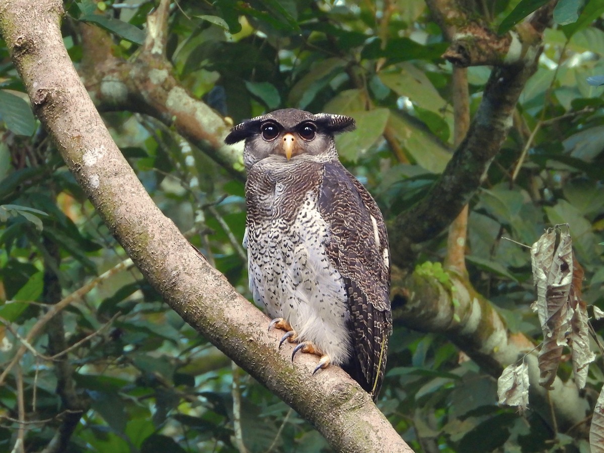Barred Eagle-Owl - ML643086823
