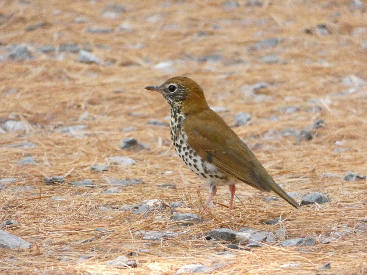 Wood Thrush - ML643086824