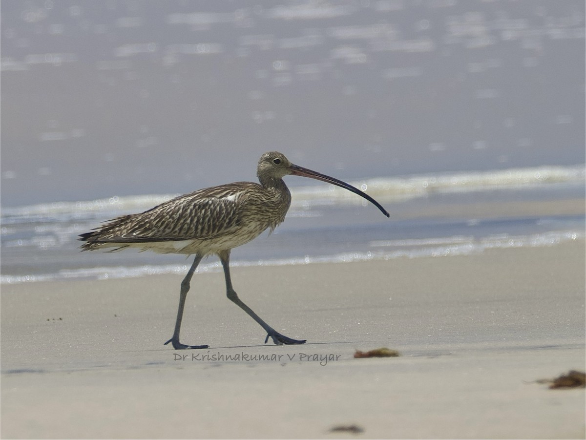 koliha velká - ML643086825