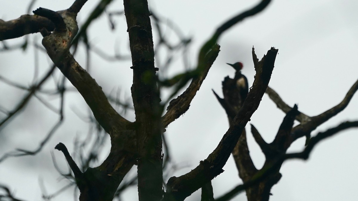 White-bellied Woodpecker - ML643086846
