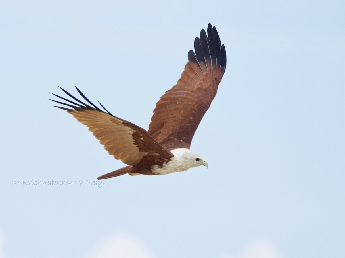 luňák bělohlavý - ML643086847