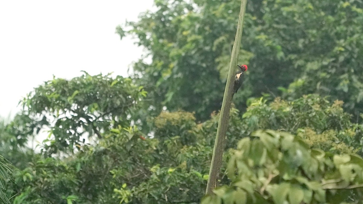 White-bellied Woodpecker - ML643086852