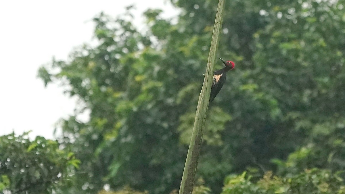 White-bellied Woodpecker - ML643086854