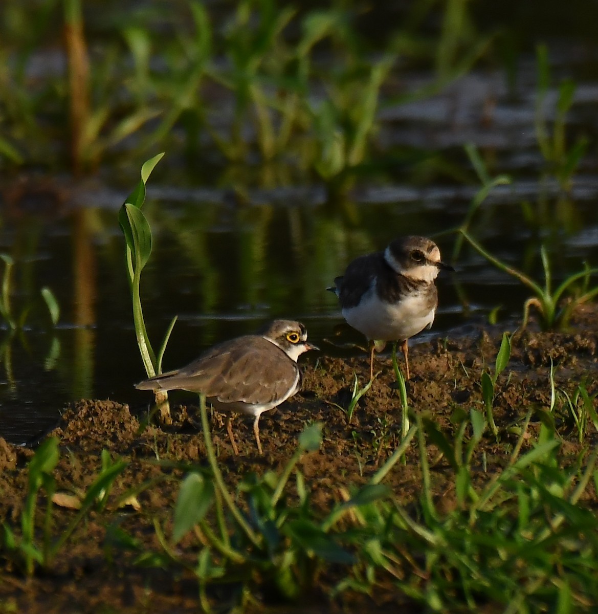 Little Ringed Plover - ML643086861
