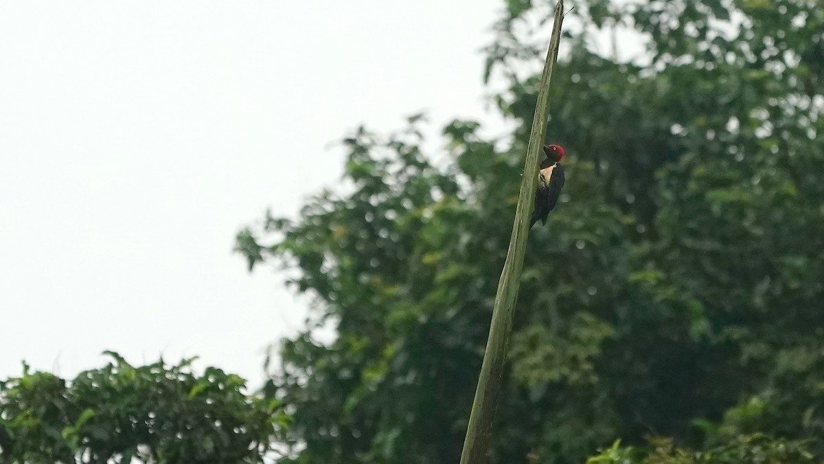 White-bellied Woodpecker - ML643086866