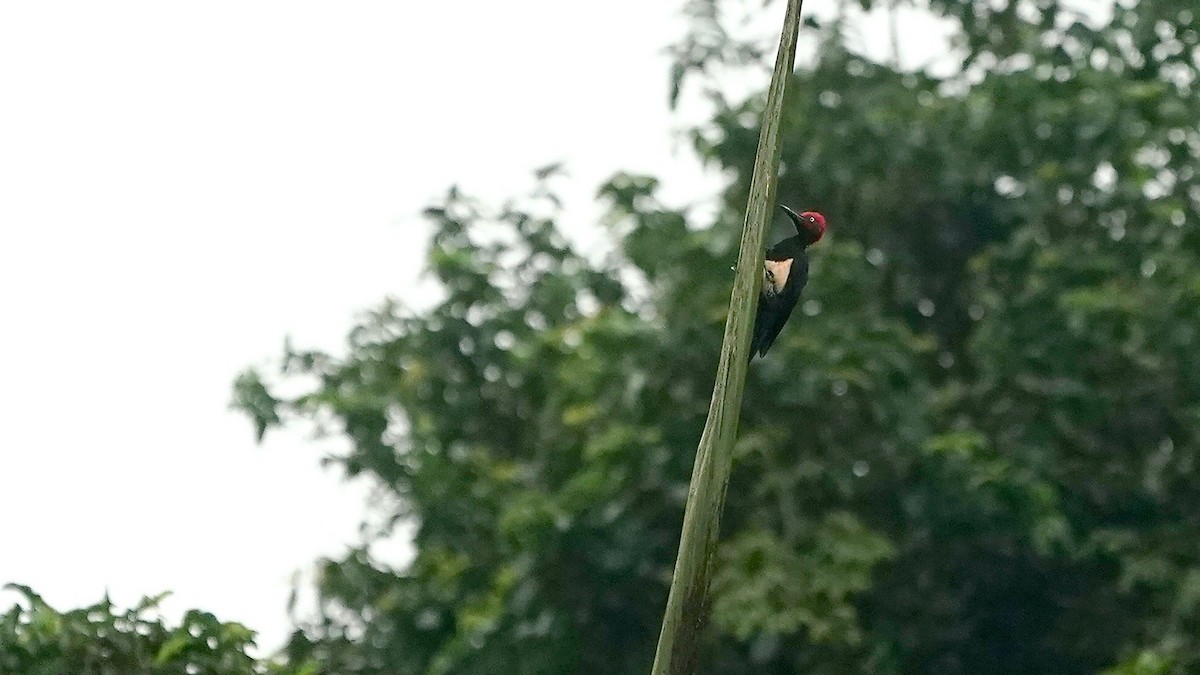 White-bellied Woodpecker - ML643086870