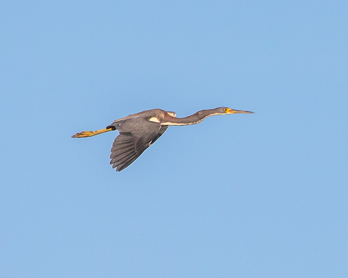 Tricolored Heron - ML643086874