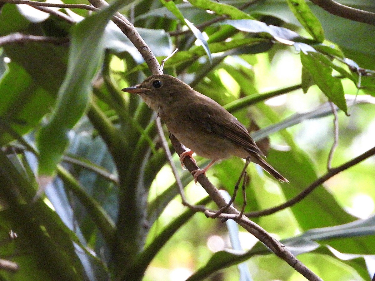 Brown-chested Jungle Flycatcher - ML643086882