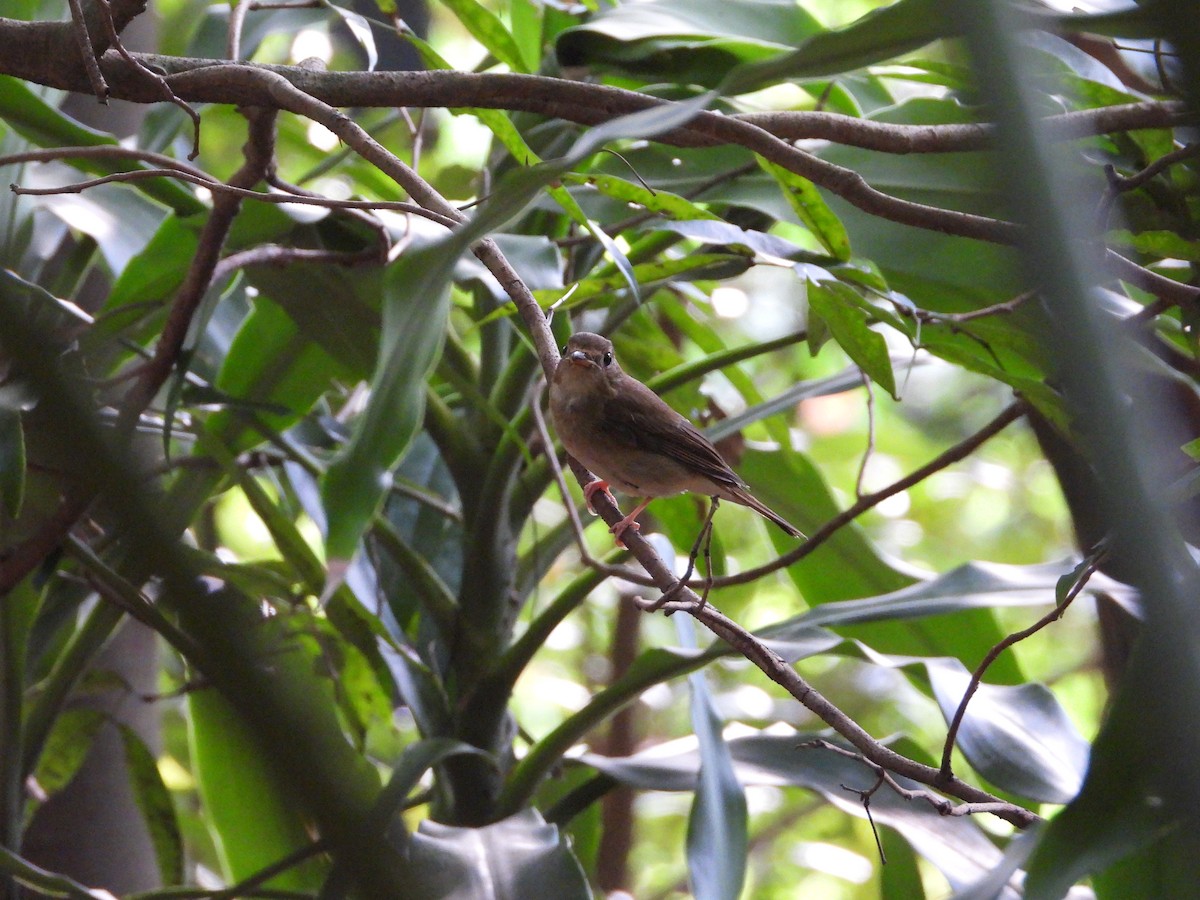 Brown-chested Jungle Flycatcher - ML643086883