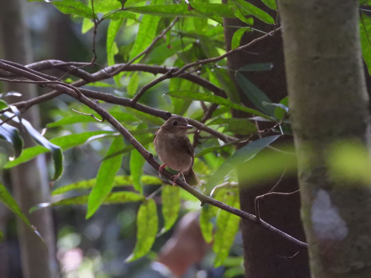 Brown-chested Jungle Flycatcher - ML643086884
