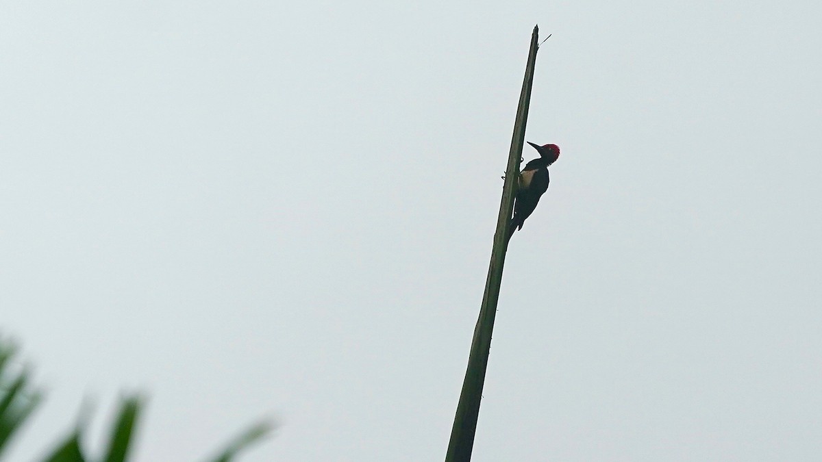 White-bellied Woodpecker - ML643086886