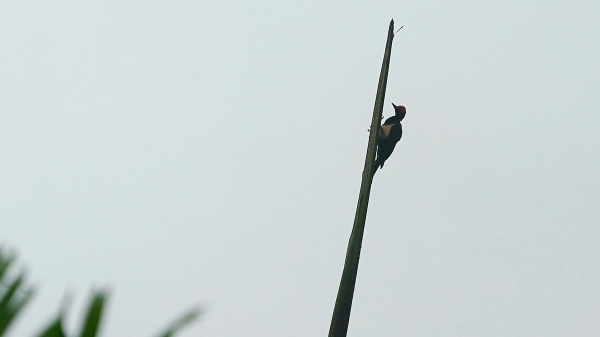 White-bellied Woodpecker - ML643086891