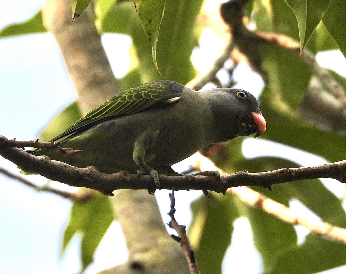 Blue-rumped Parrot - ML643086898