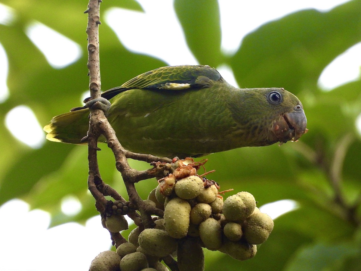 Blue-rumped Parrot - ML643086899