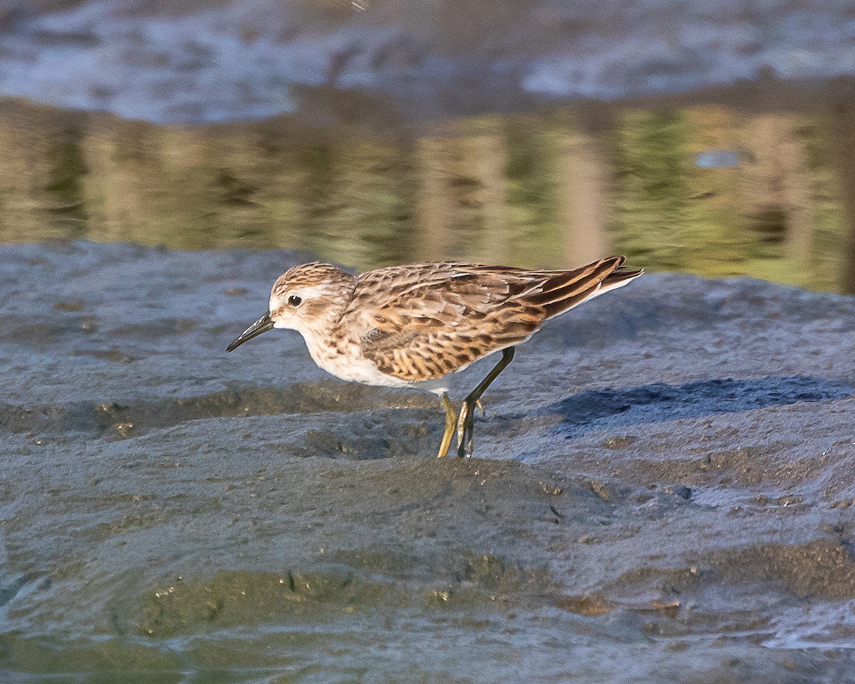 Least Sandpiper - ML643086929